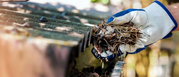 Pine Needle Gutter Cleaning in East Lansing